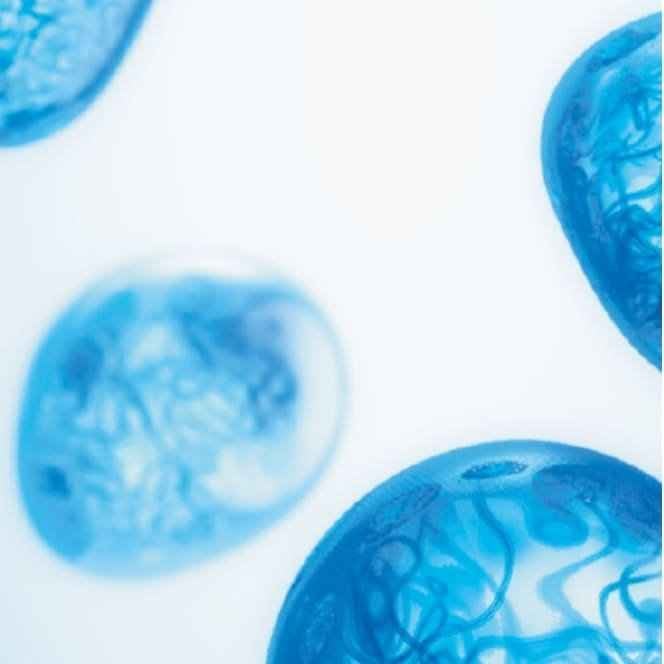 Aqua posae filiformis ingredient