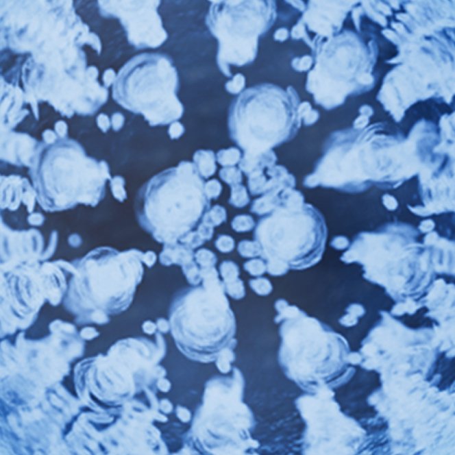 <strong>VITAMINA B5</strong>