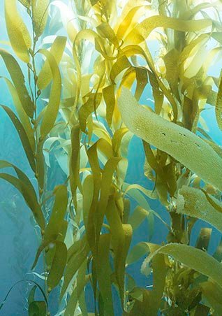 https://www.larocheposay.it/-/media/project/loreal/brand-sites/lrp/emea/it/simple-page/landing-page/marine-life/anthelios-marine-life-landing-page/larocheposay-anthelios-marine-life-landing-page-fresh-water.jpg